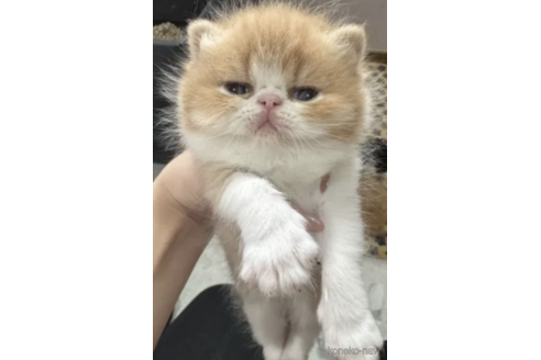 成約済の福岡県のエキゾチックショートヘア-111626の2枚目